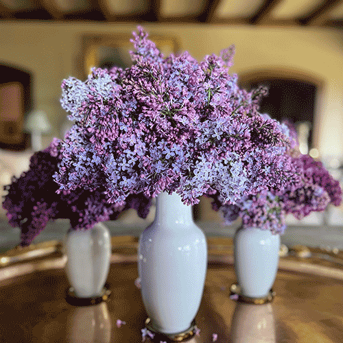 featured blog article western terrace garden